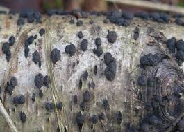 Image result for Hypoxylon multiforme
