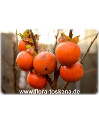 Diospyros Kaki Tipo Kaki Pflanze Kakipflaume Sharon Frucht Flora Toskana Pflanzen Flora