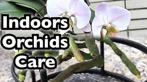 Pin On Orchids