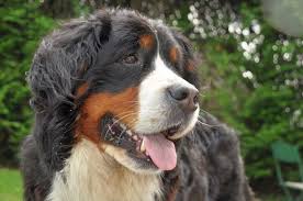 Fluffy dogs come in small and large, with a variety of breeds sporting big fluffy coats. 15 Tricolor Dog Breeds Black Brown White All Over