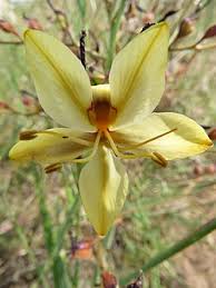 Image result for Wachendorfia