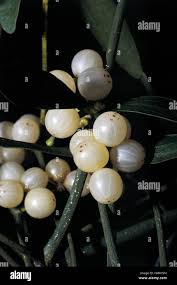 Image result for Viscum littorum