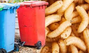 Clorox bleach has been used as an effective killer of house fly maggots. Maggots How To Get Rid Of Disgusting Maggots In Your Wheelie Bin Fast Express Co Uk