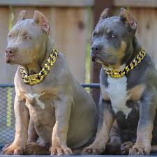 Big Dog Chains On Instagram The Rico Collar And The Balboa Collar From Our Gold Collection Looking On These 2 Pups F Bully Breeds Dogs Dogs Aggressive Dog