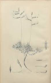 Image result for Anisotes bracteatus