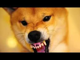 Listen to the audio pronunciation of shiba inu on pronouncekiwi. My Book Of Randomness How To Pronounce Doge And Cate Wattpad