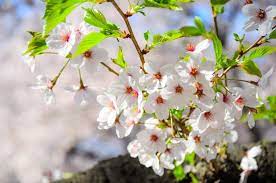 22 Different Types Of Cherry Blossoms And Interesting Facts Types Of Cherries Blossom Cherry Blossom