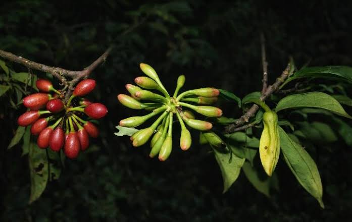 Les charmes du Cameroun : l'Annickia affinis, arbre aux mille vertus – Travel Card Journal