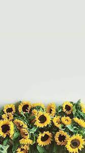 Sunflowers Sunflower Iphone Wallpaper Sunflower Wallpaper Iphone Wallpaper