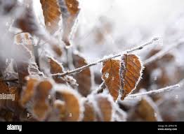 Image result for hornbeam hedge in winter