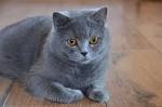British Shorthair Cattery, Newmarket Ontario