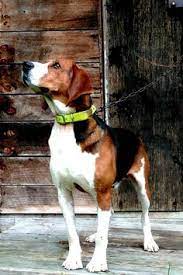 She didn't do it all summer with the wood chips in there i just noticed it after i started putting grassy hay in for her winter bedding. 43 Treeing Walker Coonhounds In Honor Of Harper Ideas Treeing Walker Coonhound Coonhound Walker Coonhound