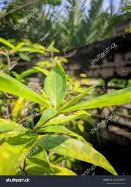 Image result for Dracaena camerooniana