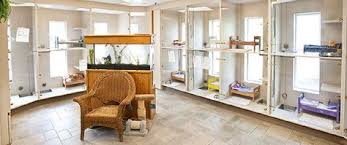 Maybe you would like to learn more about one of these? Cat Boarding In Seattle Seatac Cat Boarding Pet Boarding Cat Kennel