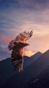 Images Of Uk Birds Of Prey In Flight Pensee Certitude Confiance Comportement Autorite Environnement Personnalite Motivation Conscience Mediation Coac Eagle Wallpaper Eagle Pictures Birds Of Prey