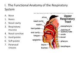The Respiratory System I The Functional Anatomy Of The Respiratory System A Nose 1 Nares 2 Nasal Cavity 3 Respiratory Mucosa 4 Nasal Conchae 5 Hard Ppt Download