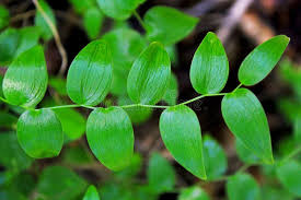 Image result for Asparagus asparagoides