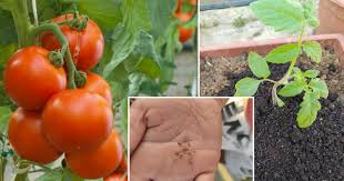 Tomato adalah sejenis sayuran yang mudah ditanam dan menghasilkan buah sekitar 3 bulan jumpa lagi! Kalau Tanam Pokok Tomato Dalam Pasu Semai Sekali Biji Benih Ini Pokok Cepat Besar Subur Vanilla Kismis