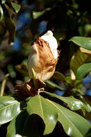 Not Really Wild But Edible Magnolia Flowers Coming Soon Aromatic Plant Magnolia Flower Foraging