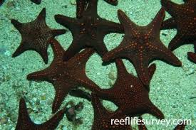 Image result for Pentanisia sykesii