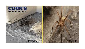 The brown recluse spider (loxosceles reclusa) lives up to its name because it prefers dark out of the way areas to live in your house. Pests Cook 039 S Pest Control