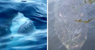 Thalassophobia scary photos of the ocean. 21 Photos That Prove You Definitely Have Thalassophobia Buzznick