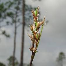 Image result for Scleria sp.no.1