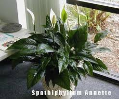Best plants to grow indoors that don't require constant, direct sunlight. Why Do Peace Lily Flowers Turn Green And Brown Best Indoor Plants Peace Lily Clean Air