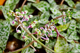 Image result for Ledebouria Unidentified sp. no6.