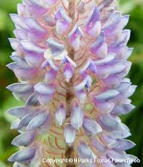 Image result for Uraria