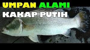 Entdecke rezepte, einrichtungsideen, stilinterpretationen und andere ideen zum ausprobieren. Umpan Jitu Mancing Ikan Kakap Putih Life Bait For Snapper By Good Fish Channel