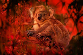 Australia S Koalas Are Sliding Towards Extinction Wired
