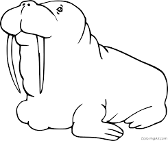 This beach coloring page features a walrus with long tusks scooting across a sandy dune. Walrus Coloring Pages Coloringall