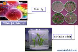 Trong các tài liệu, không có kích cỡ chuẩn cho dương vật. Y NghÄ©a Cá»§a Nhan Giá»'ng Báº±ng Nuoi Cáº¥y Mo Táº¿ Bao Thá»±c Váº­t La Gi