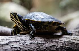 Würde dir gern mein armes einsames schildkrötchen anvertrauen wenn es noch bei ich würde sie ja nehmen aber ich habe kein plan wie sie zu mir kommen würde? Das Terrarium Fur Landschildkroten Ausstatten