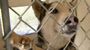 Currently, we do not adopt cats or kittens to residents outside of the greater raleigh/durham/triangle area. Nc Shelter Kills 99 Percent Of Animals Records Show Wral Com