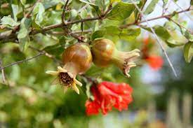 Send fresh fruits with flowers and dry fruits to berhampur on birthday, anniversary, mothers day or fathers day by placing order online. Fruits Flowers And Seeds Biology Online Tutorial