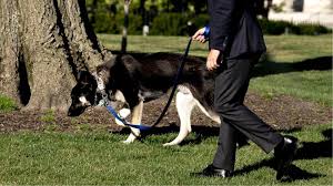 Biden included his dogs in his campaign for the presidency, playing off many of his supporters' excitement about bringing back the beloved white house tradition. Biden S Dog Major Bites Second Person At White House Boston 25 News