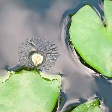 pin by karen uribe on love heart in nature love is an action mother nature