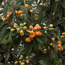 Image result for Eriobotrya