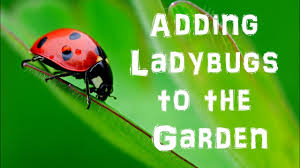 How to keep ladybugs in your garden. Adding Ladybugs To The Garden Youtube