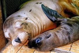 We use cookies to provide you with an optimal website experience. Zoo Dortmund Posts Facebook