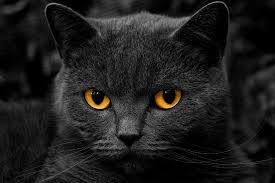 Kamu akan melawan pemain dari penjuru dunia saat mencoba untuk mengubah cacingmu dari cacing kecil tak berdaya menjadi raksasa yang kuat. Mata Kucing Tua Grayscale Monokrom Anak Kucing Selektif Mewarnai Hewan Kain Sutra Poster Poster Cetak B0117 29 Poster Print Silk Posteranimal Poster Aliexpress