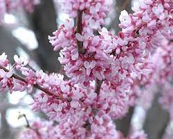 Missouri has a healthy population of the flowering dogwood, a flowering deciduous tree which makes up for height in width. 12 Best Trees To Plant In Southwestern Ontario Simpliscapes London Ontario