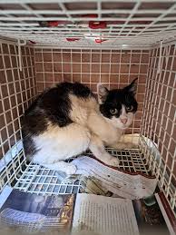 H'Attard Stray Animal Support Group