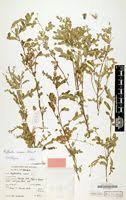 Image result for Phyllanthus pseudoniruri