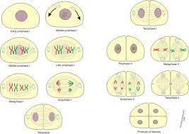Cell Division Mitosis And Meiosis Mitosis Meiosis Cell Division