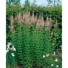 A fascinating variety of culver's root, veronicastrum virginicum f. Veronicastrum Virginicum Roseum Pflanzen Fur Dich De 4 80