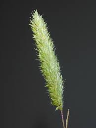 Image result for Koeleria