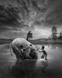 Black And White Animal Photography Great High Contrast B And W Portrait Photography Highcontrastbandwportraitphotography Black And White Photographs Elephant Art Black And White Photography